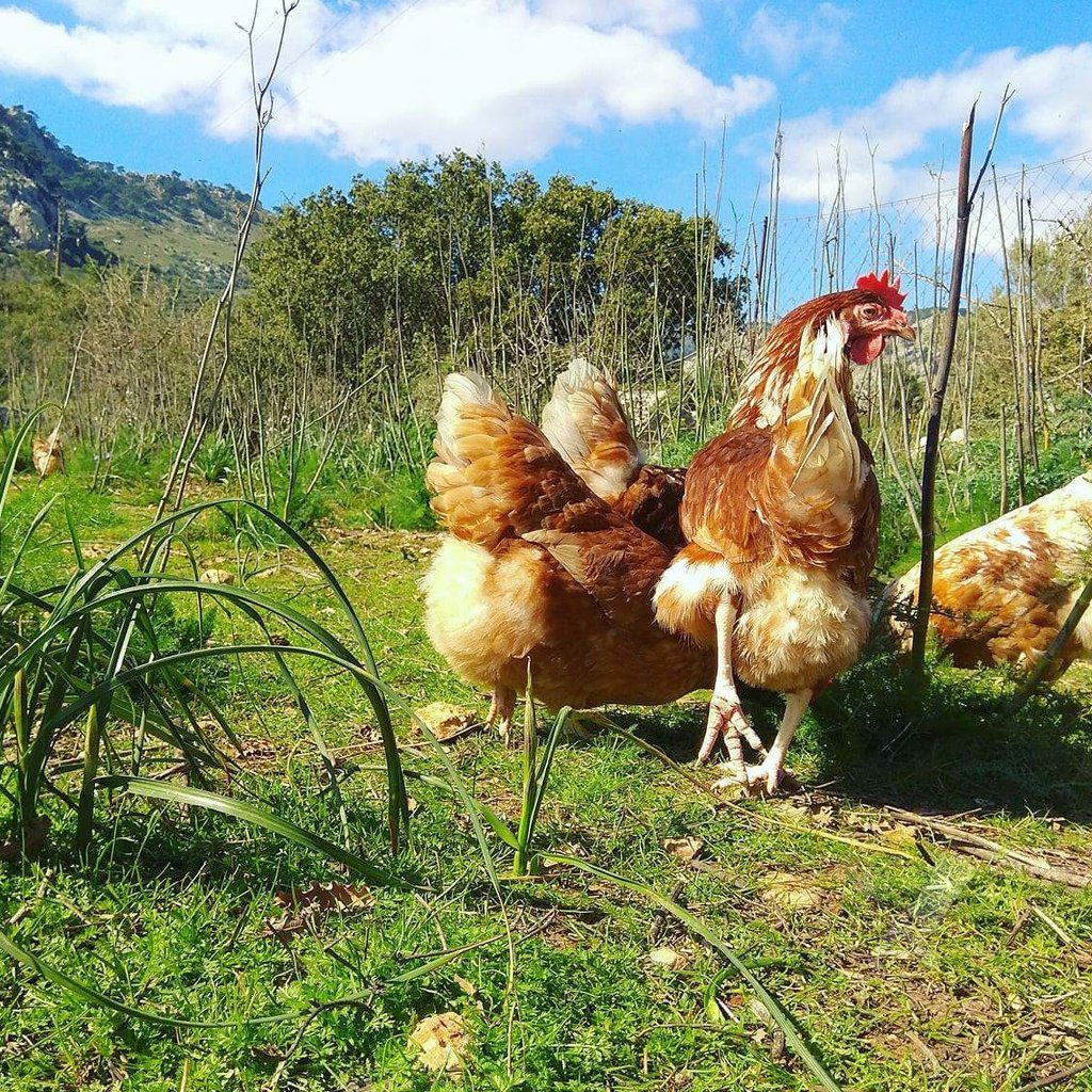 Αυγά Χίου, από κότες ελευθέρας βοσκής, 6άδα - Image 2